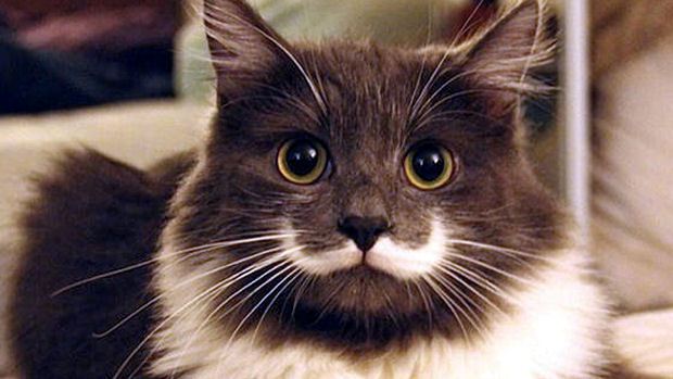 Hamilton The Hipster Cat – Earns $1,900 – $15,900 Annually