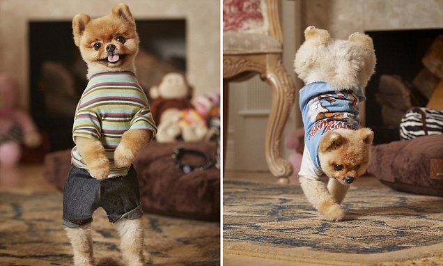 Jiff-The-Pomeranian-–-Estimated-Earnings-Per-Post-17500