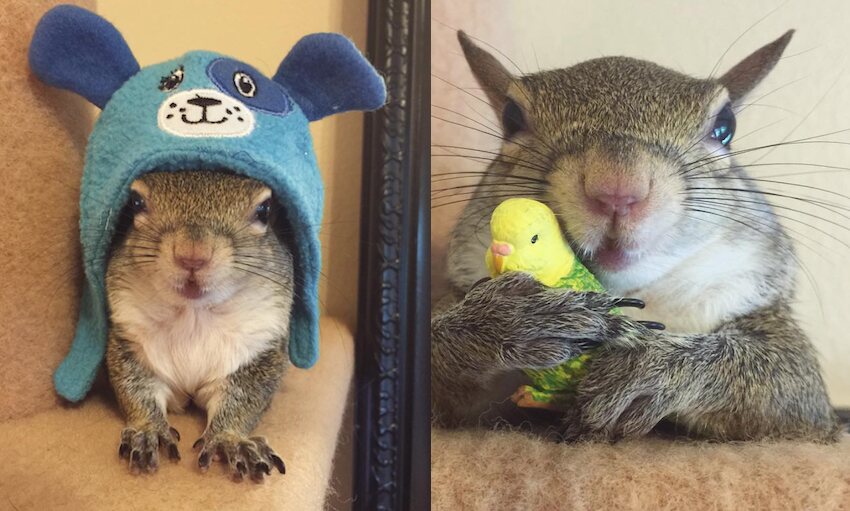 Jill The Squirrel Estimated Earnings Per Post $2,000