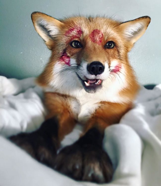 Juniper The Fox – Estimated Earnings Per Post $5,000