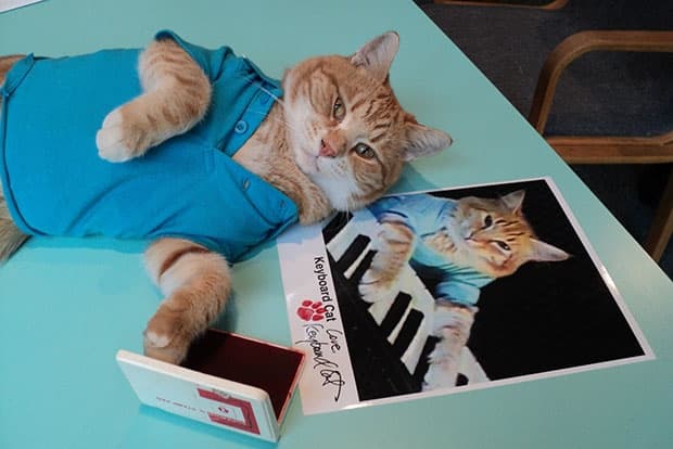 Keyboard Cat – Earned $21,100 $175,800 Annually