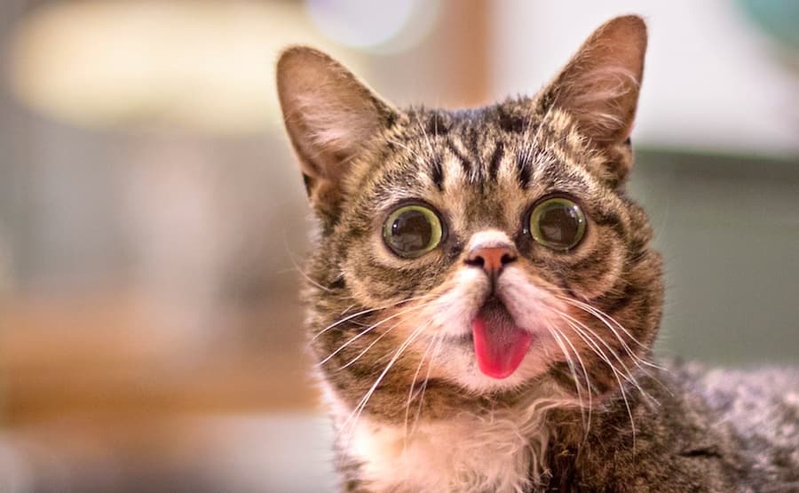 Lil Bub – Earns $30,000 A Year