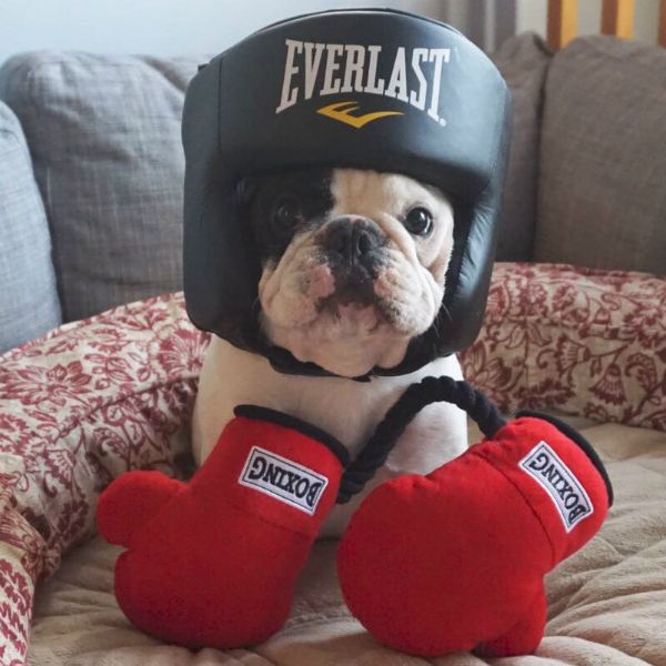 Manny The French Bulldog Philanthropist – Estimated Earnings Over $100,000