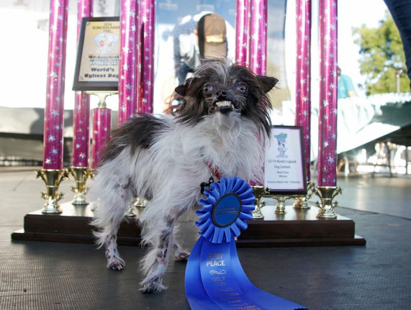Peanut, The World’s Ugliest Dog – Won $1,500