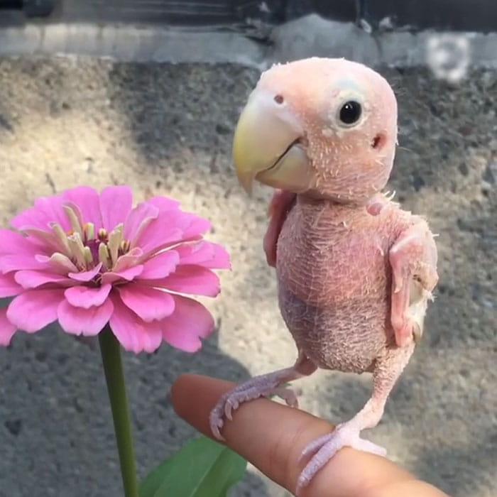 Rhea The Naked Birdie – Estimated Earnings Per Post $895