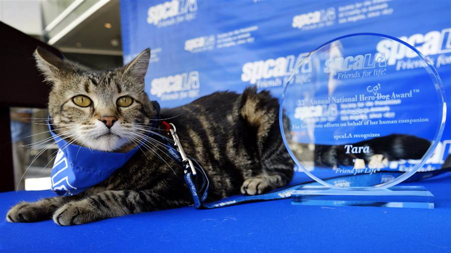 Tara The Hero Cat – Earns $55,600 – $463,700 Annually