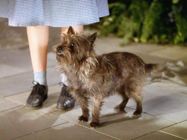 Terry The Dog – Earned $125 ($2,200) Per Week