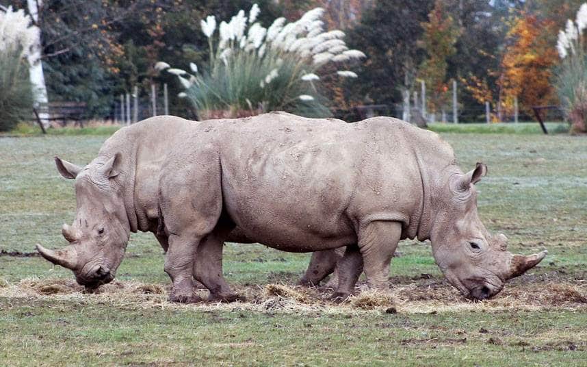 Two Headed Rhino, That's All