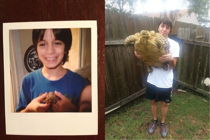 Turtle