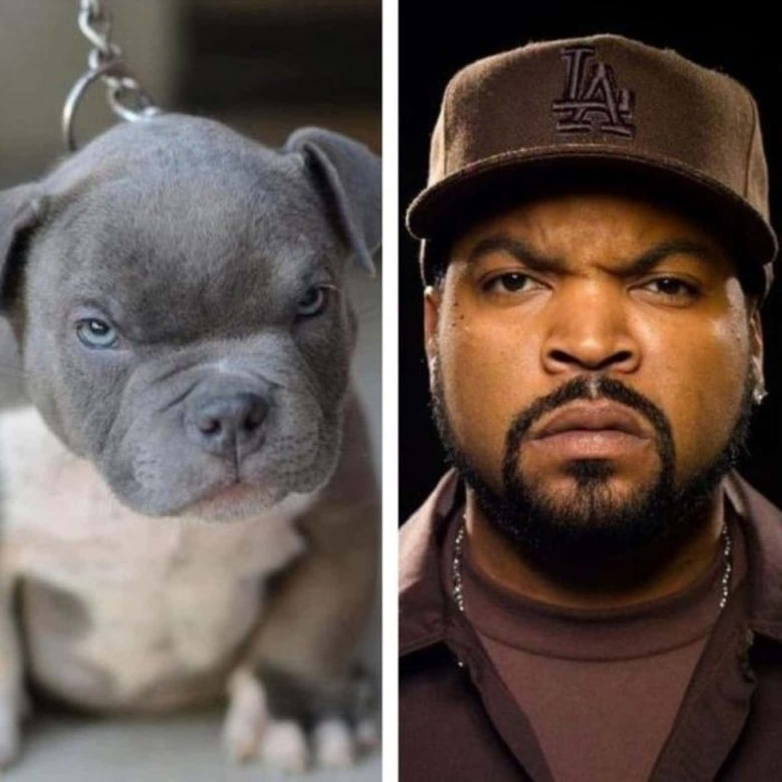 These Dogs Totally Look Like Hollywood Celebrities ...