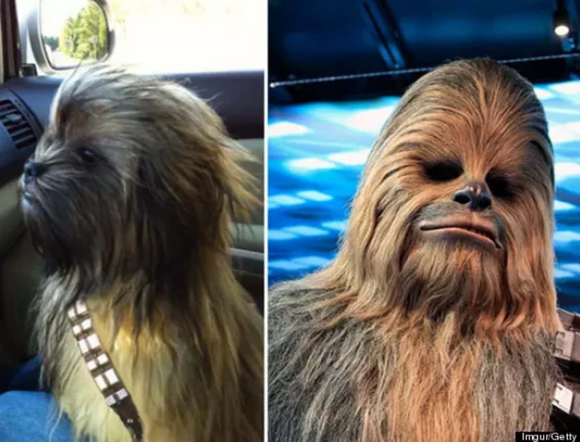 Chewbaca1